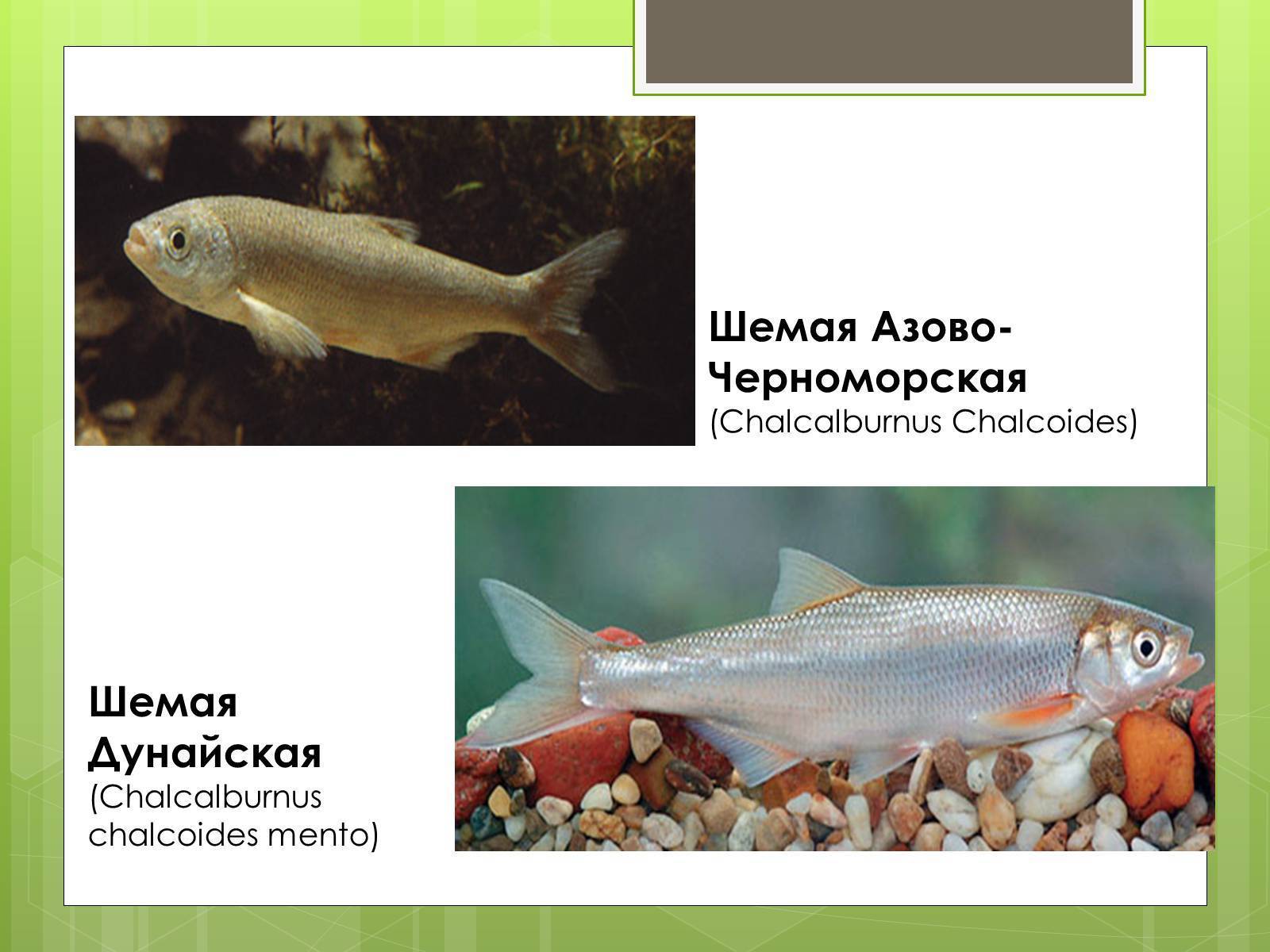 Рыба «Шемая азово-черноморская» фото и описание