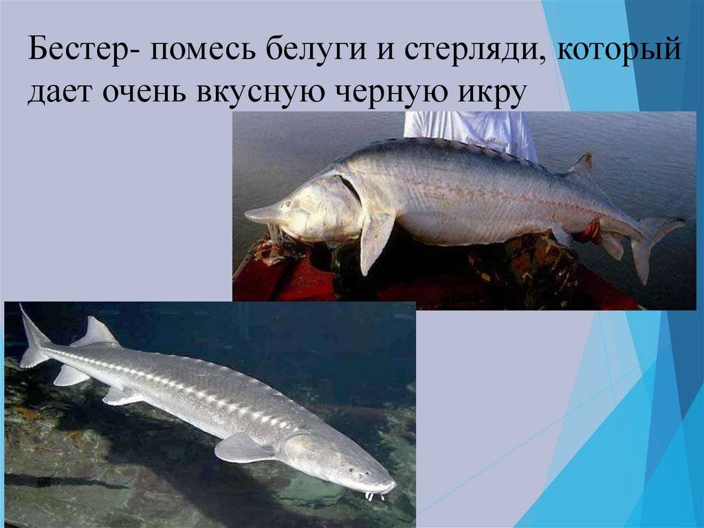 Бестер: фото, приготовление, польза и вред