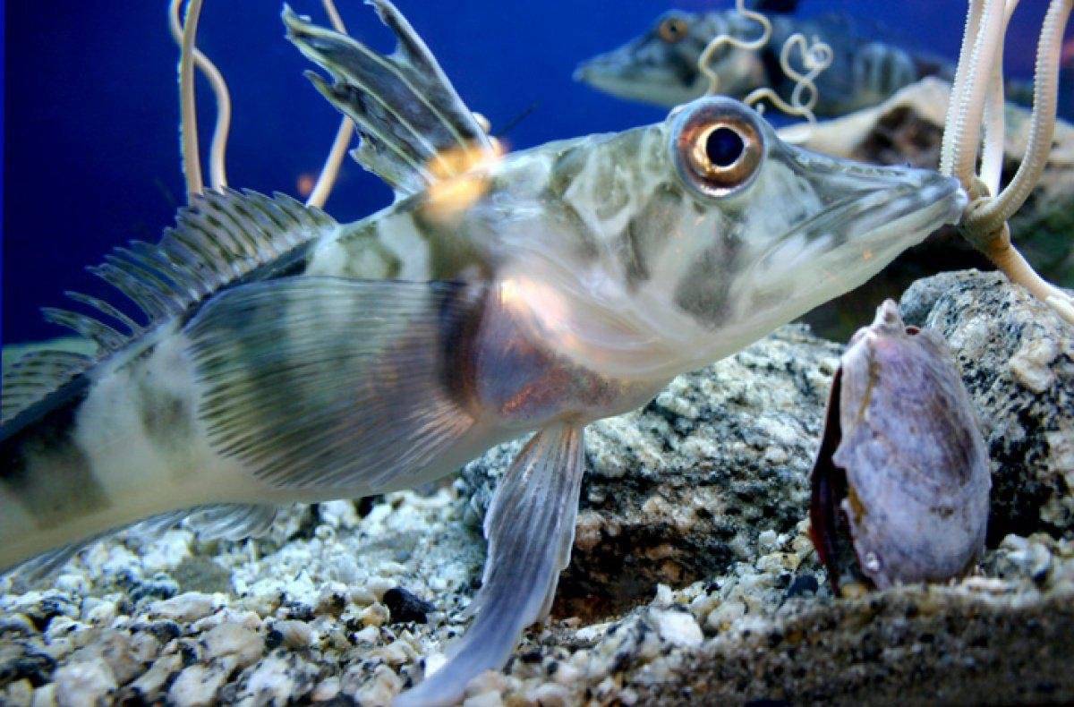 Рыба вомер: описание с фото, где обитает, чем питается