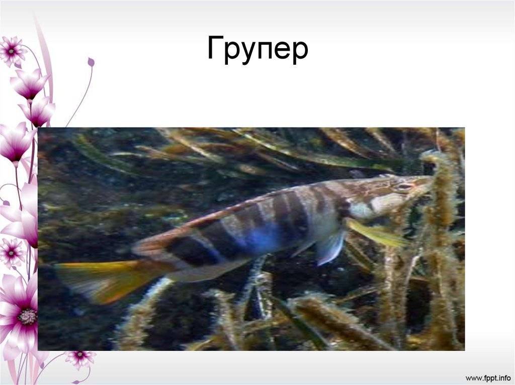Рыба групер: фото, размеры, рецепты приготовления