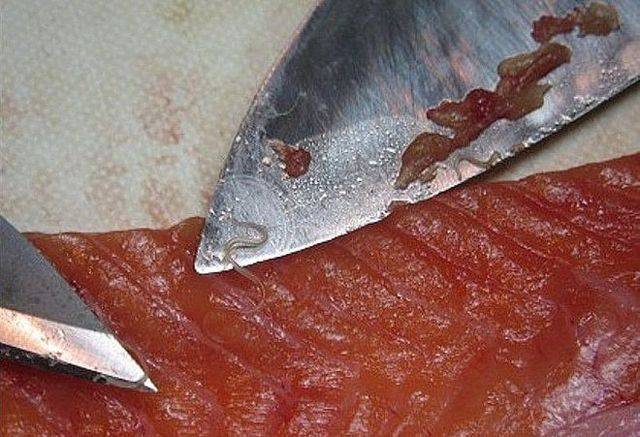 Есть ли опасные для человека паразиты в красной рыбе?