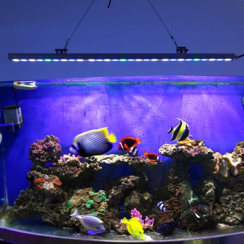 Все про подсветку аквариума и способах ее реализации с помощью светодиодов