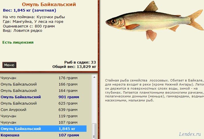 Рыба омуль описание. Ловля омуля. Омуль вес. Байкальский омуль описание. Рыба омуль фото и описание.