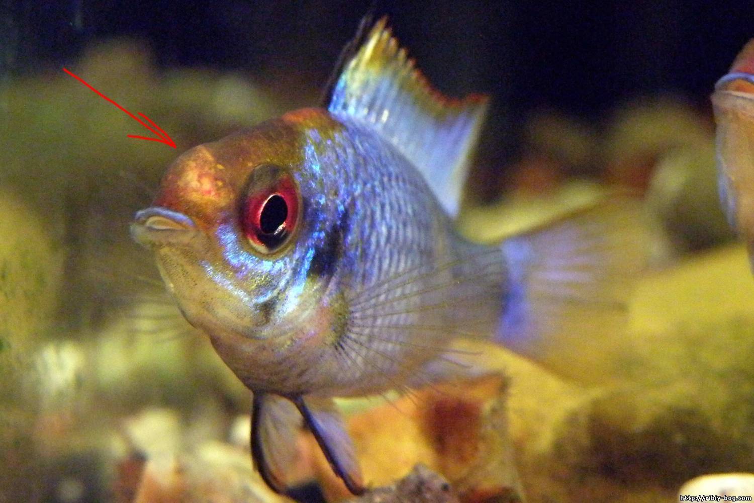 Лимфоцитоз у аквариумных рыб