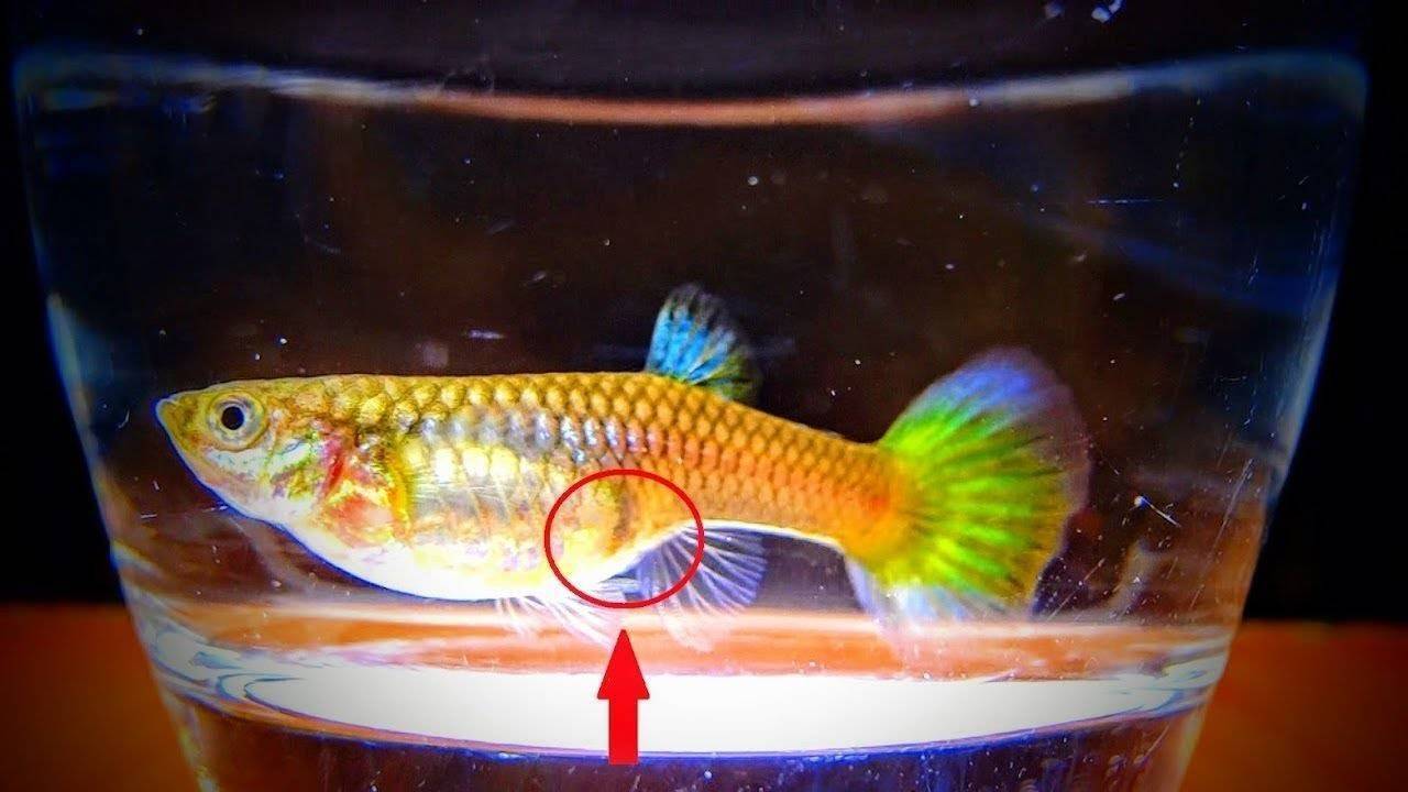 Как рожают рыбки гуппи и как понять что самка скоро разродится