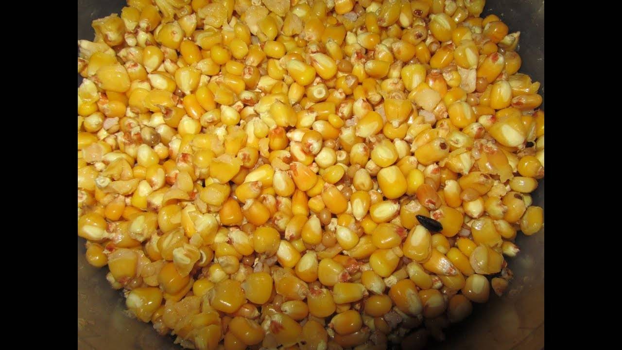 Ловля карпа на кукурузу: как готовить и использовать насадку