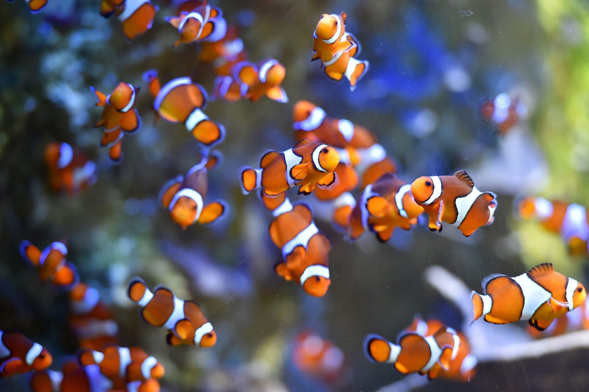 Оранжевый амфиприон аквариумные рыбы