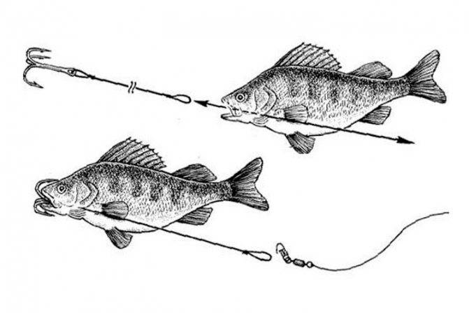 Шемая: рыбы из красной книги россии, описание