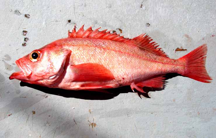 Морской окунь — что это за рыба и что из нее можно приготовить