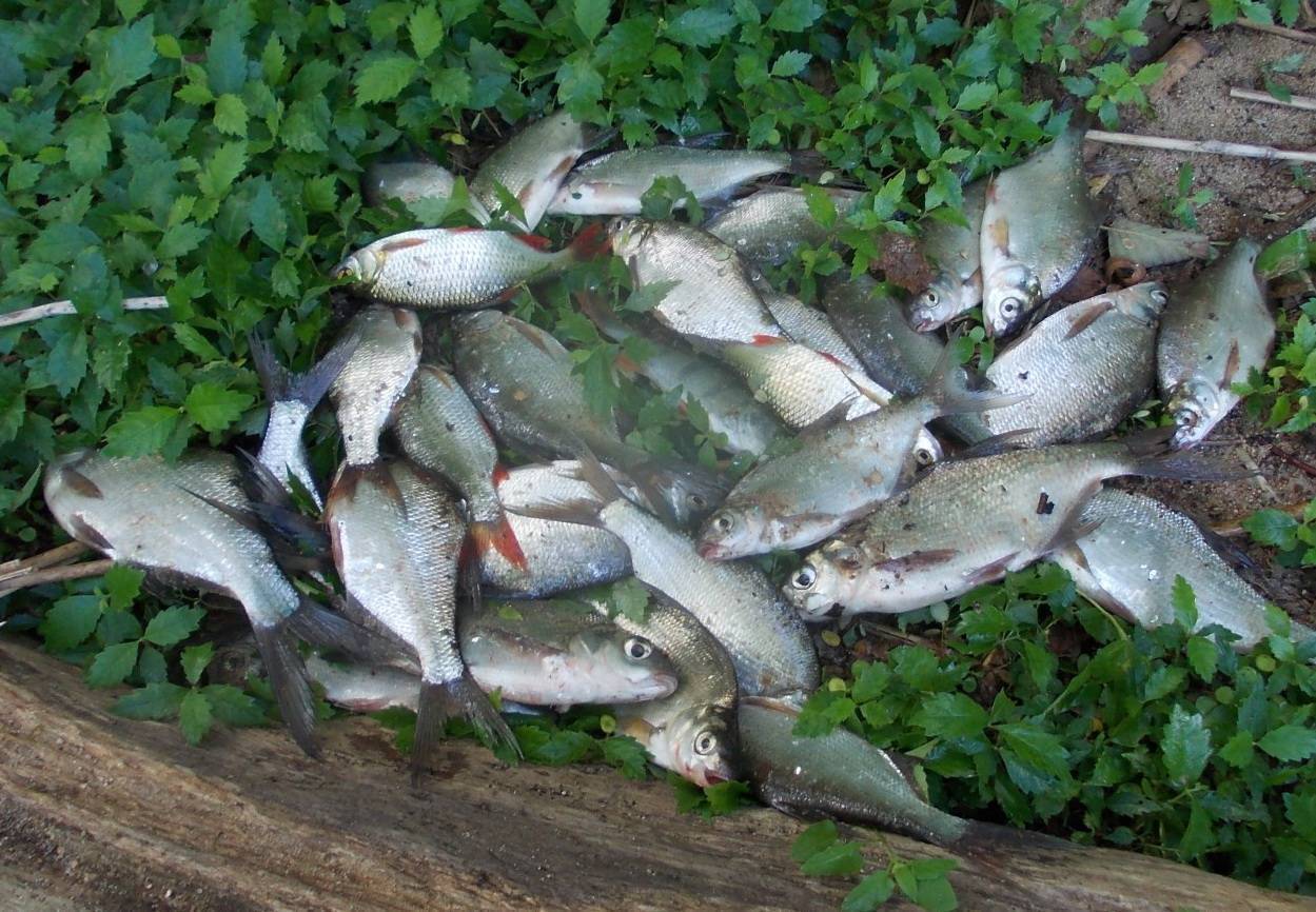 Рыбалка в балаково на волге, сбросном канале и других водоемах, какая рыба водится