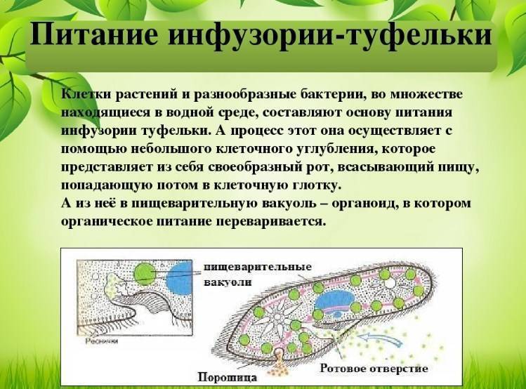 какое пищеварение у инфузории