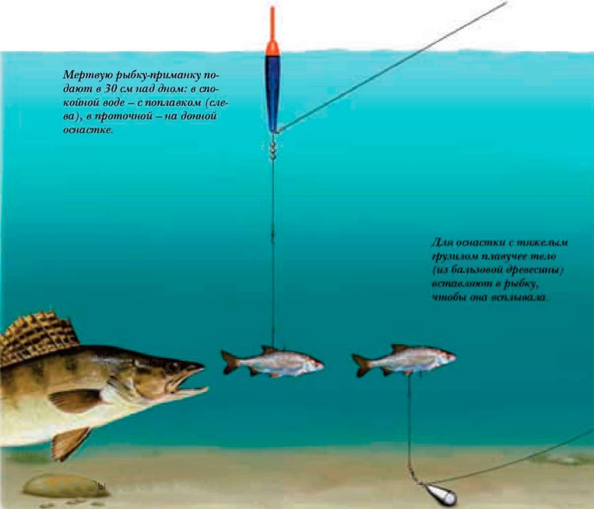 Ловля щуки на живца: эффективная рыбалка с берега и лодки, выбор снасти