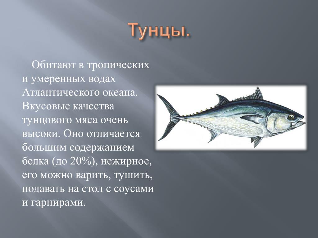 Тунец рыба. образ жизни и среда обитания тунца | животный мир