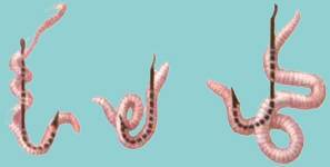 Как правильно насаживать червя на крючок — различные способы