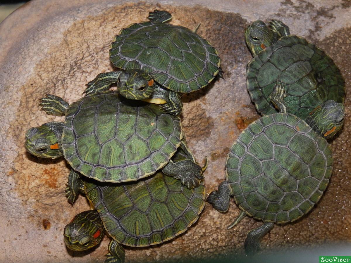 Водяные черепахи виды с фото и названиями