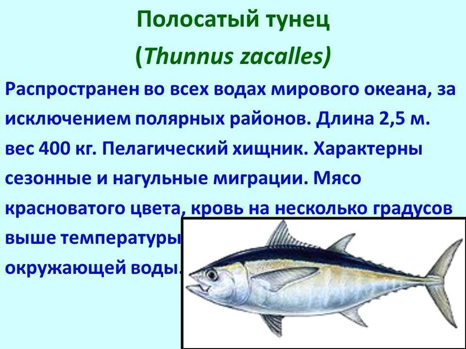 Обыкновенный тунец — википедия