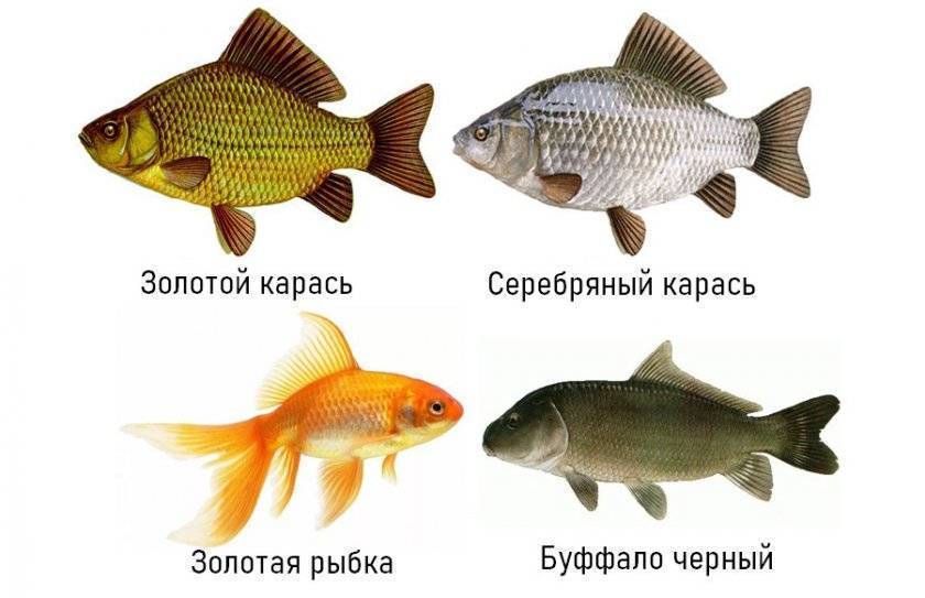 Рыба карась — описание, сколько живет, как выглядит, особенности нереста, отличия от карпа