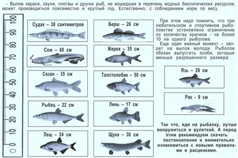 Ответ рыбоохраны: сколько суточных норм рыбы можно увезти с водоёма