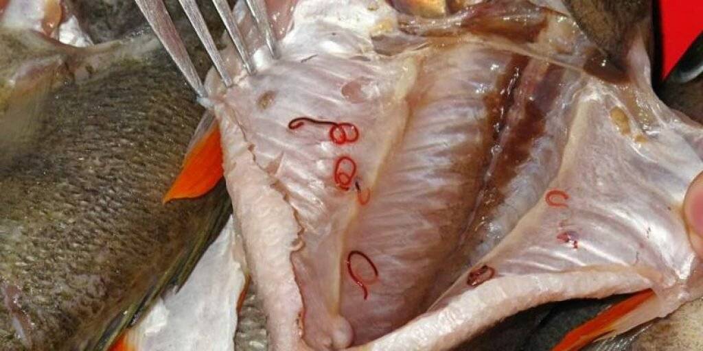 Болеет ли карась описторхозом: советы по приготовлению рыбы