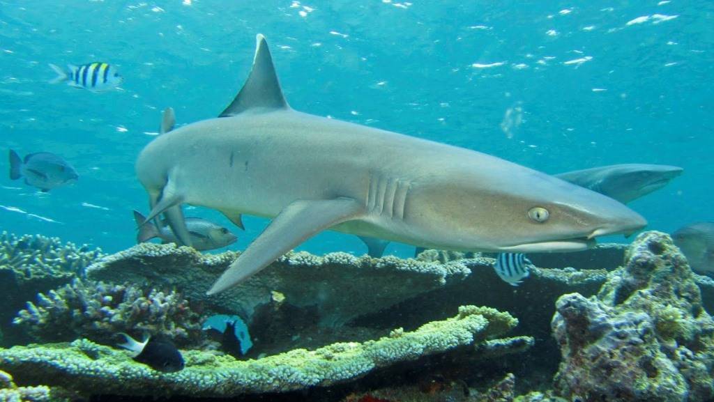 Чем питается акула, как питаются акулы разных видов? ∞ лагуна акул