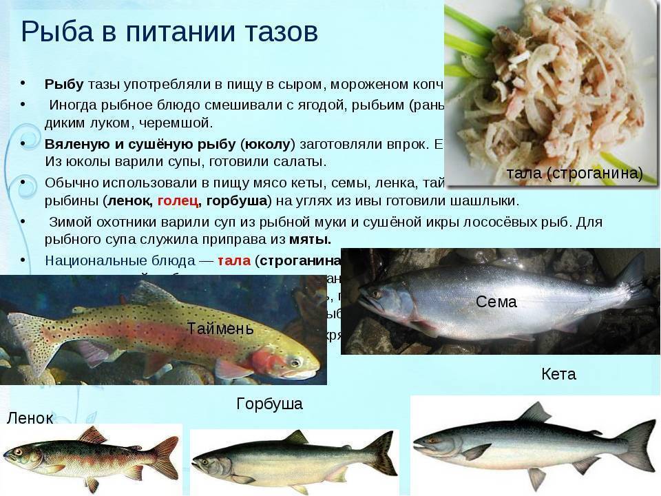 Чем питается карп в разное время года
