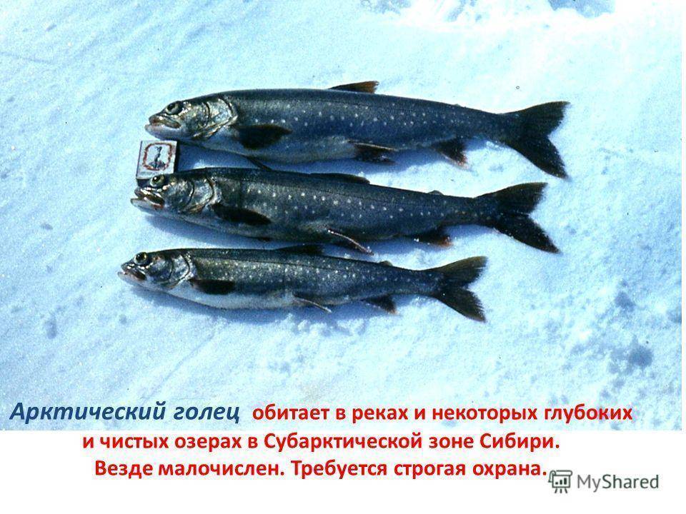 Рыба голец польза и вред где водится | что говорят насекомые