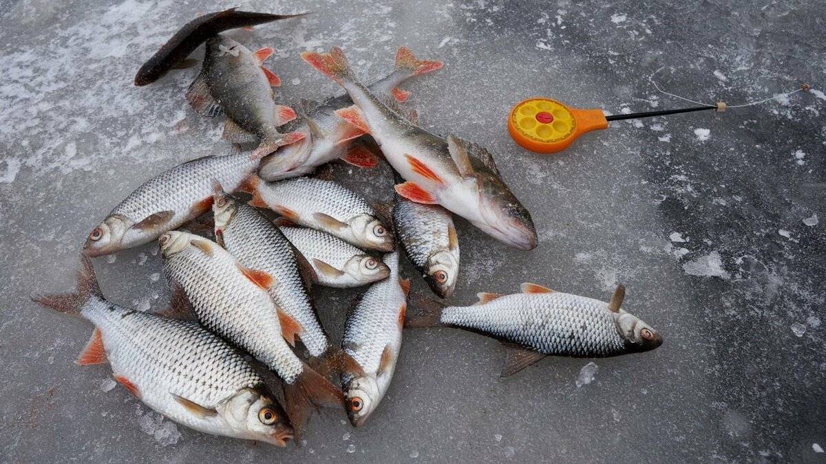 Ловля крупной плотвы: прикормка и наживка, снасти