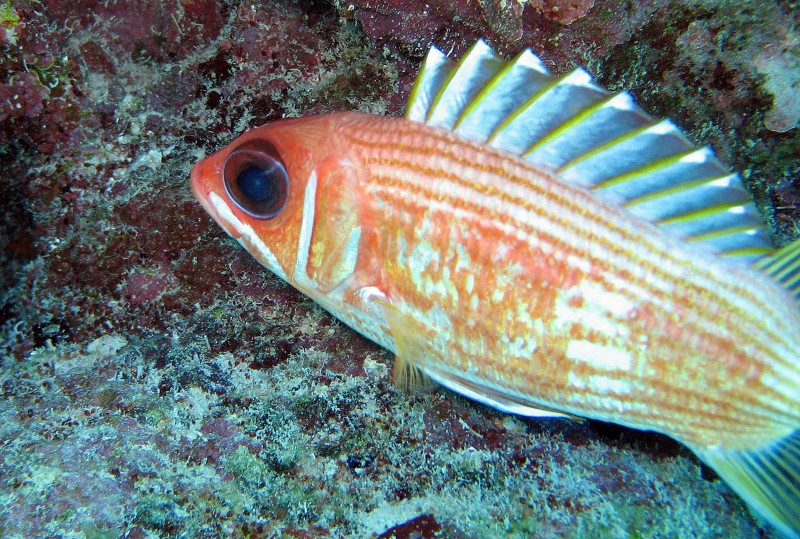 Топ-35 популярных видов аквариумных рыбок
