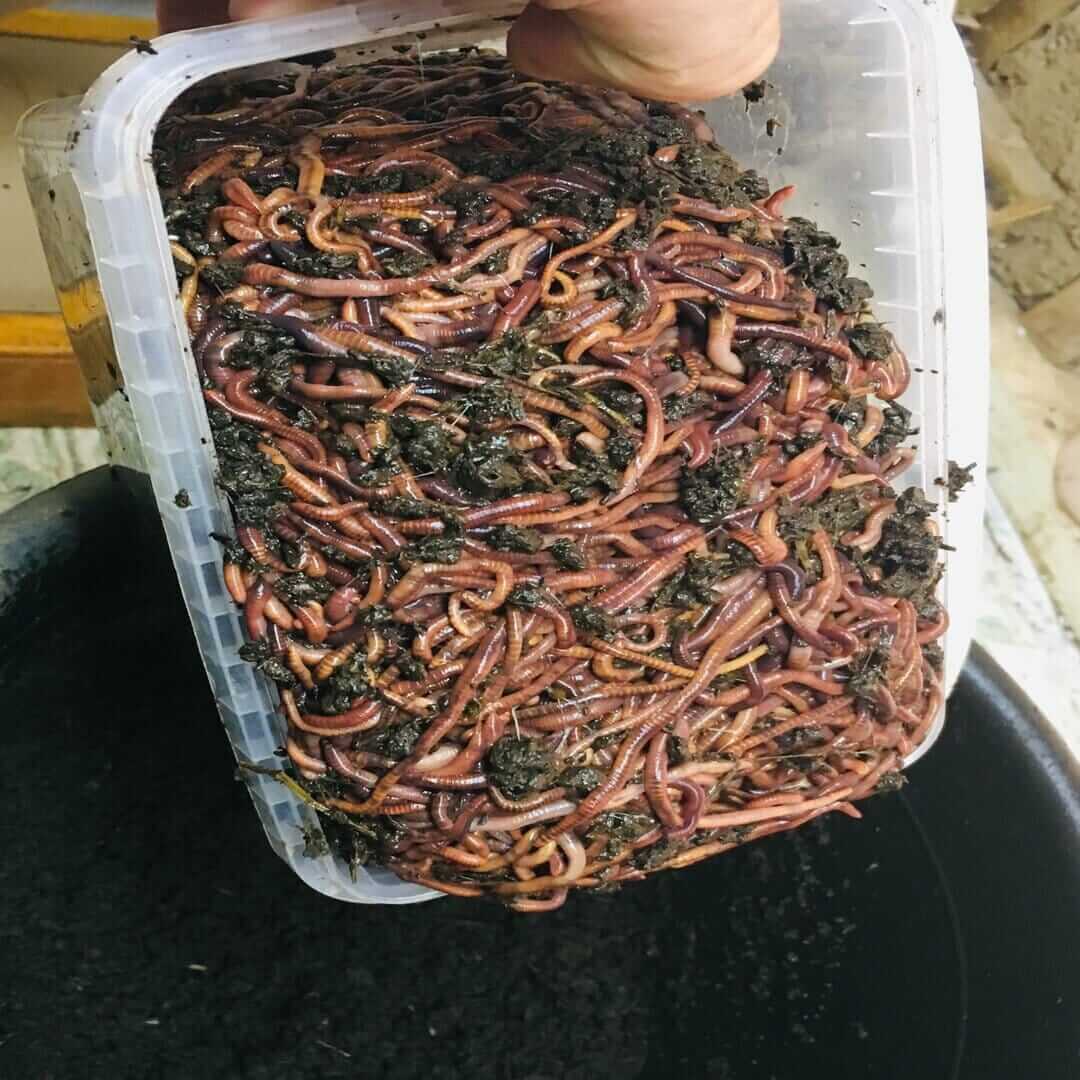 Как разводить червей для рыбалки в домашних условиях