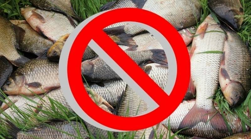 Закон о рыбалке: новые правила 2020, штрафы, изменения
