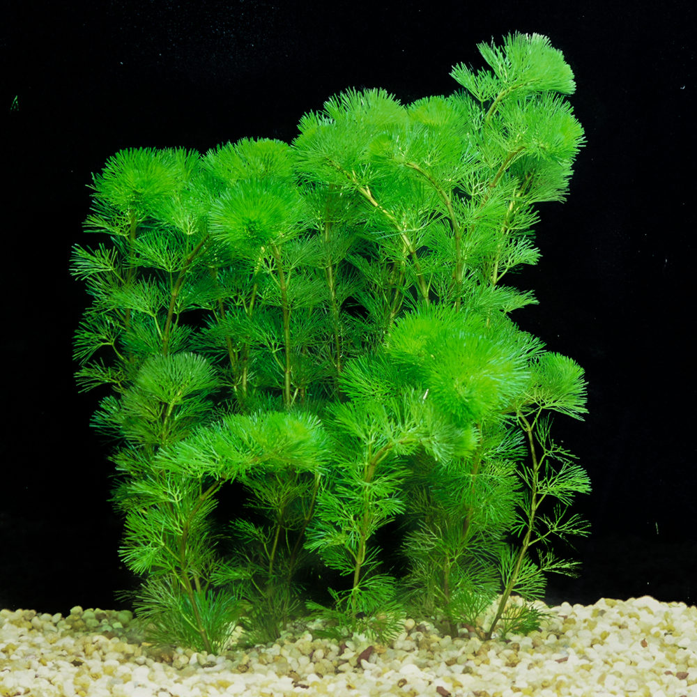 Аквариумное растение кабомба - уход и содержание в аквариуме