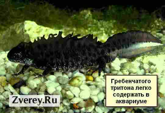 Тритоны в аквариуме