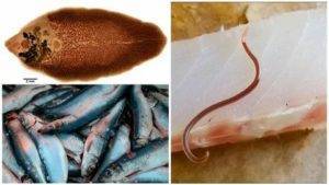 Бывают ли глисты в морской рыбе — parazit24