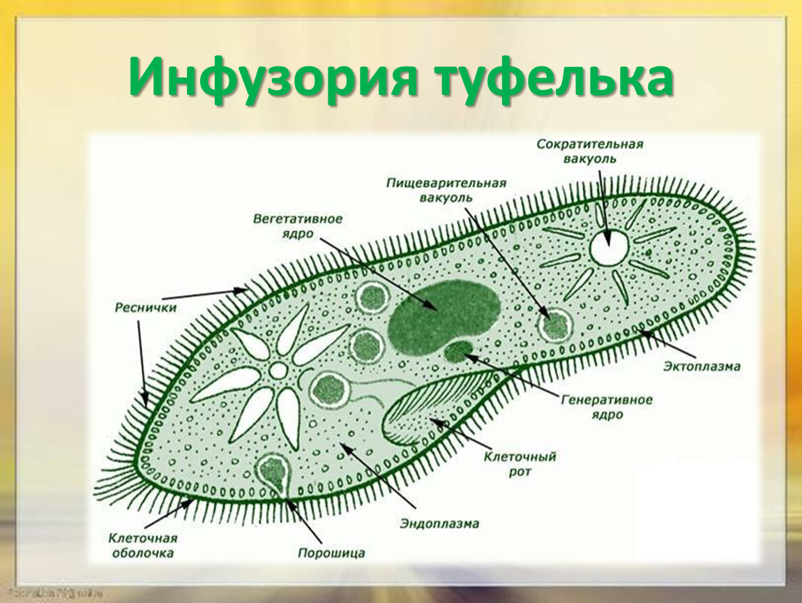 Пищеварительная вакуоль инфузории туфельки