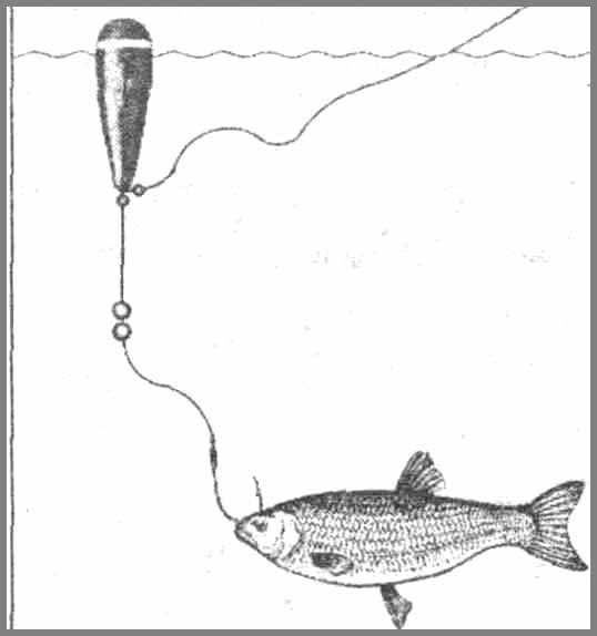 Все тонкости процесса ловли судака на живца: оснастка для рыбалки с берега