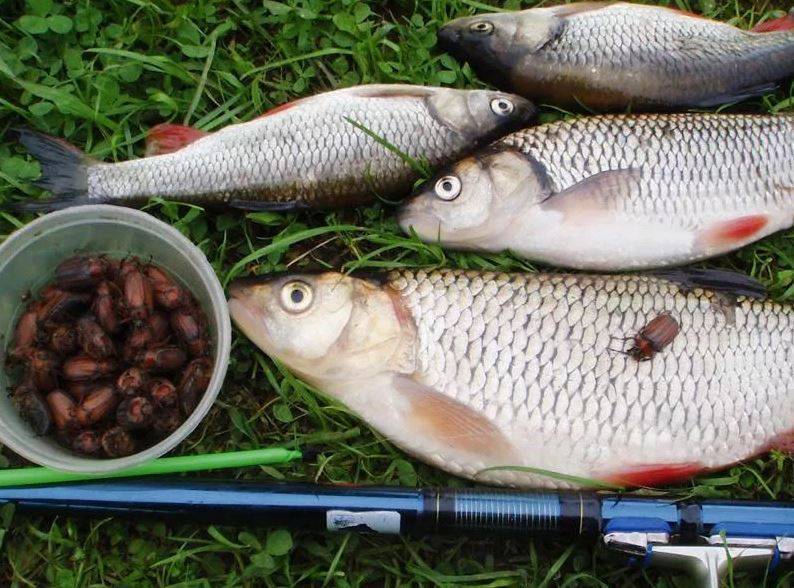 Рыбалка в октябре: какую рыбу ловить в октябре