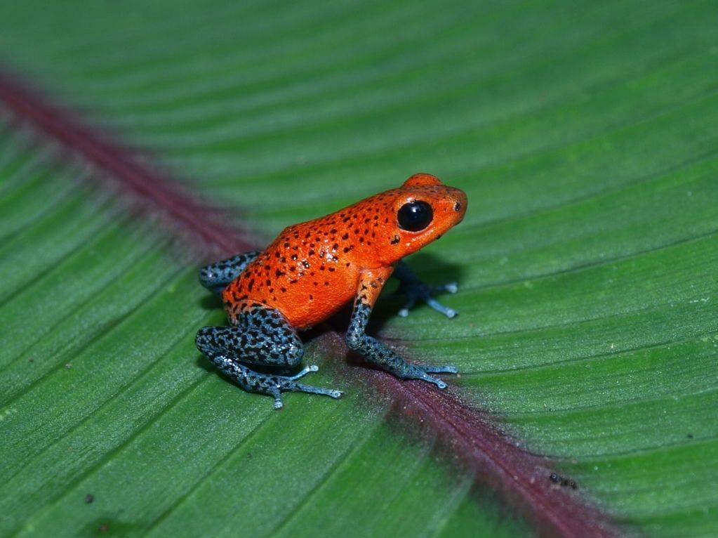 Маленький древолаз dendrobates pumilio