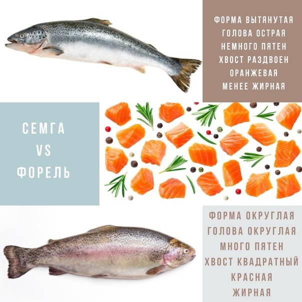 ✅ что лучше: кета или сёмга, в чём разница и отличия между ними, что дороже и вкуснее, как отличить рыбу - tehnoyug.com