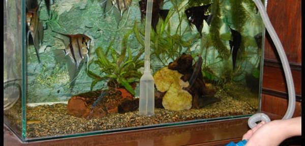 Как почистить аквариум в домашних условиях: правила, инструменты, порядок работ