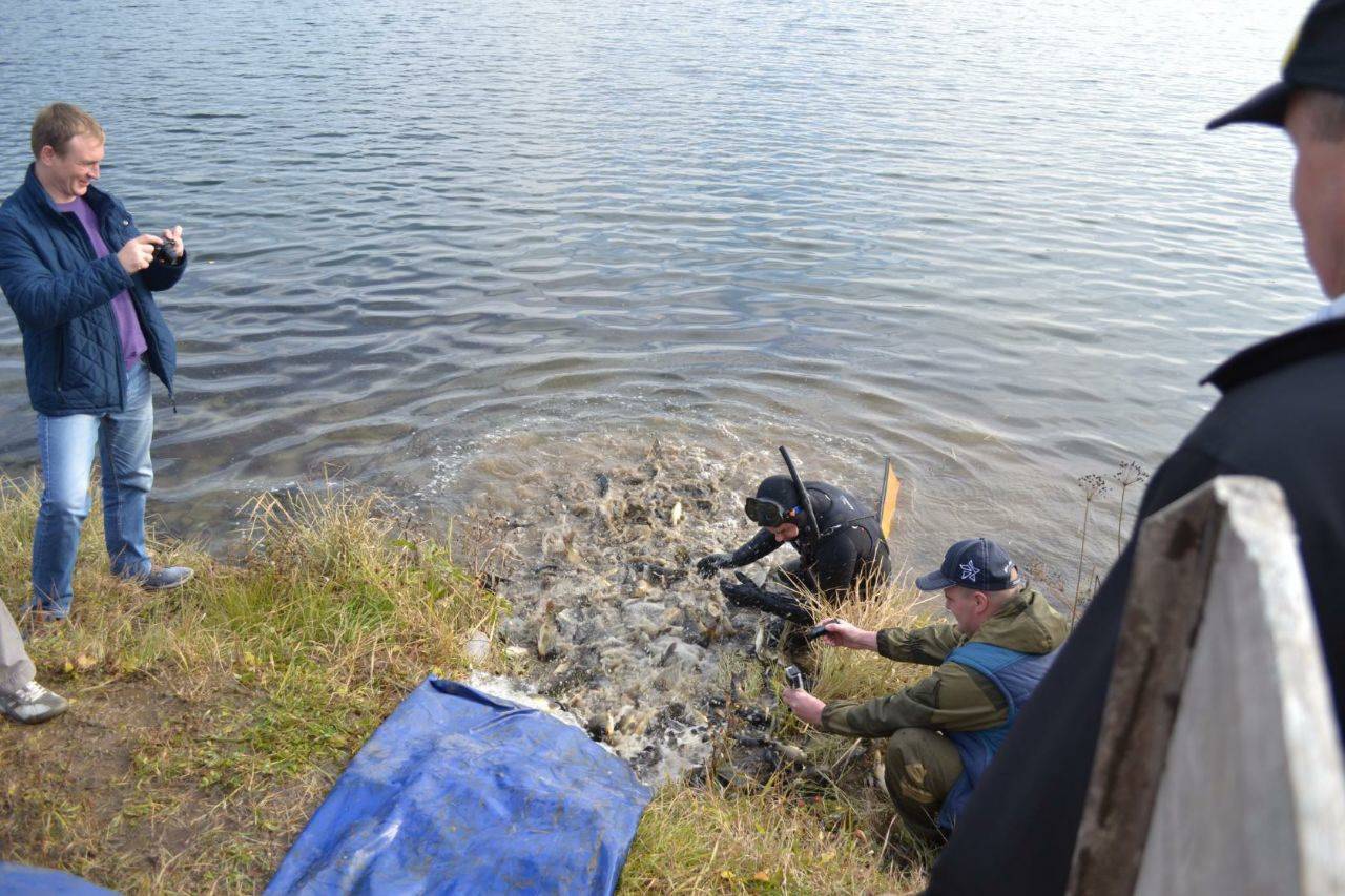 Почему белорусская рыба не уступает норвежской, и как зарыбляют водоёмы в стране?