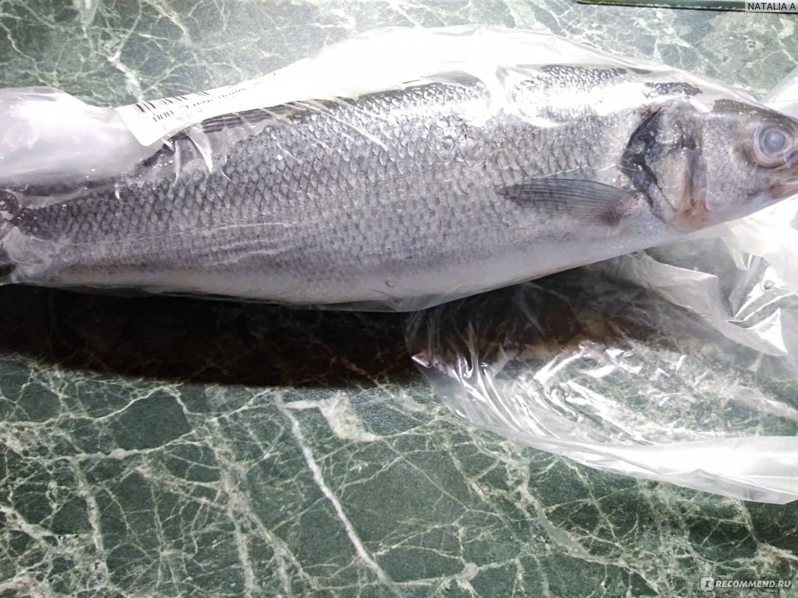Рыба сибас или морской волк: что за рыба, описание, калорийность