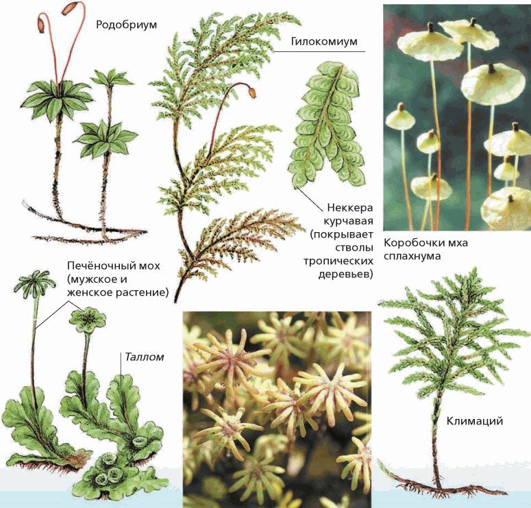 Картинки моховидных растений