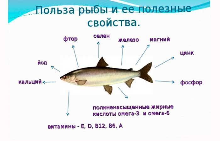 Навага что за рыба, полезные свойства, изучаем пользу и вред