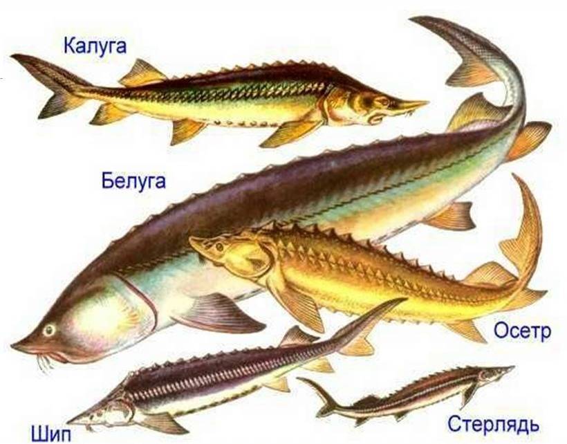 Осетр: описание рыбы, среда обитания, чем питается в природе