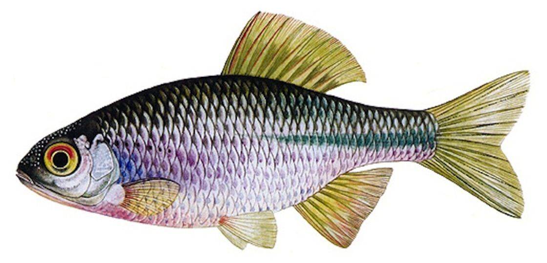 Рыба барракуда: описание хищницы, повадки, снасти и ловля