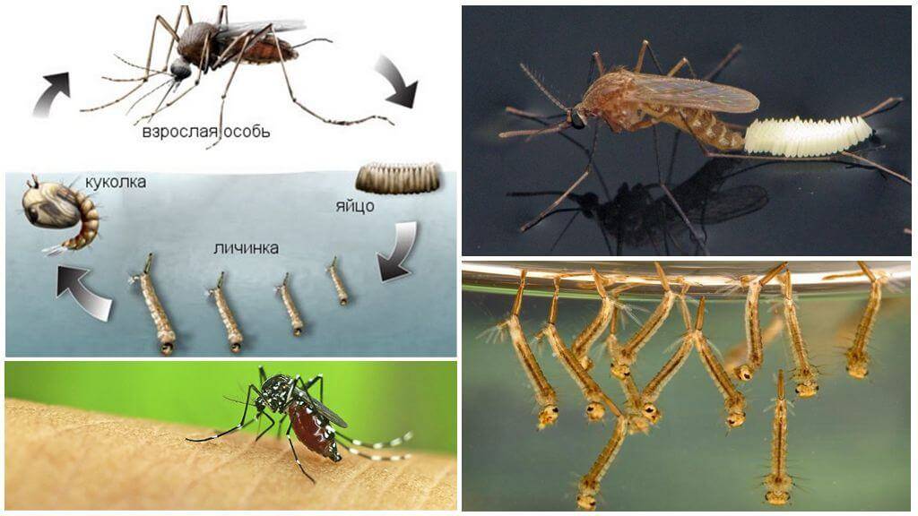 Личинка комара среда обитания – Все про паразитов