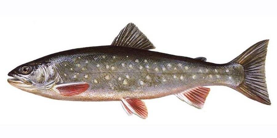 Микижа: фото, описание и места ловли рыбы микижи на камчатке