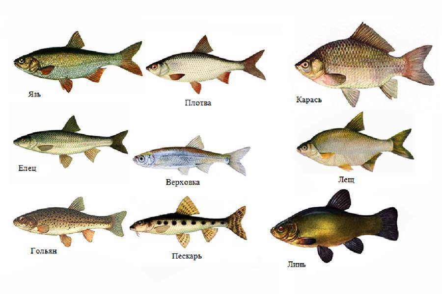 Белая рыба: названия северных видов, какие бывают, список полезных свойств и приготовление