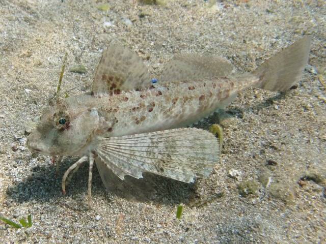 Тригла обыкновенная фото и описание – каталог рыб, смотреть онлайн