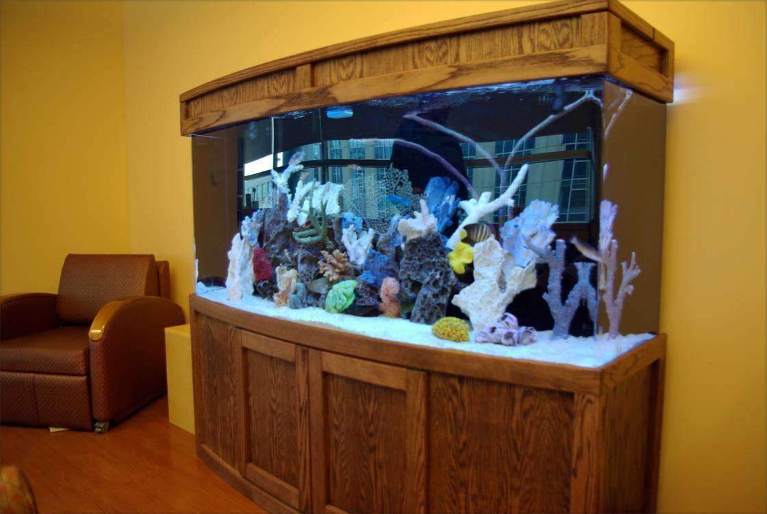 Приметы про аквариум в доме - хорошо или плохо иметь аквариум? если отдать?